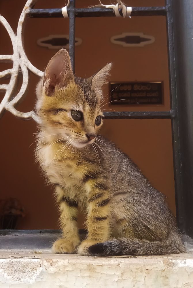 Photograph by Hasaral Abeyrathna