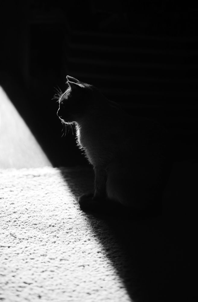 Photograph by Светлана Кавказская