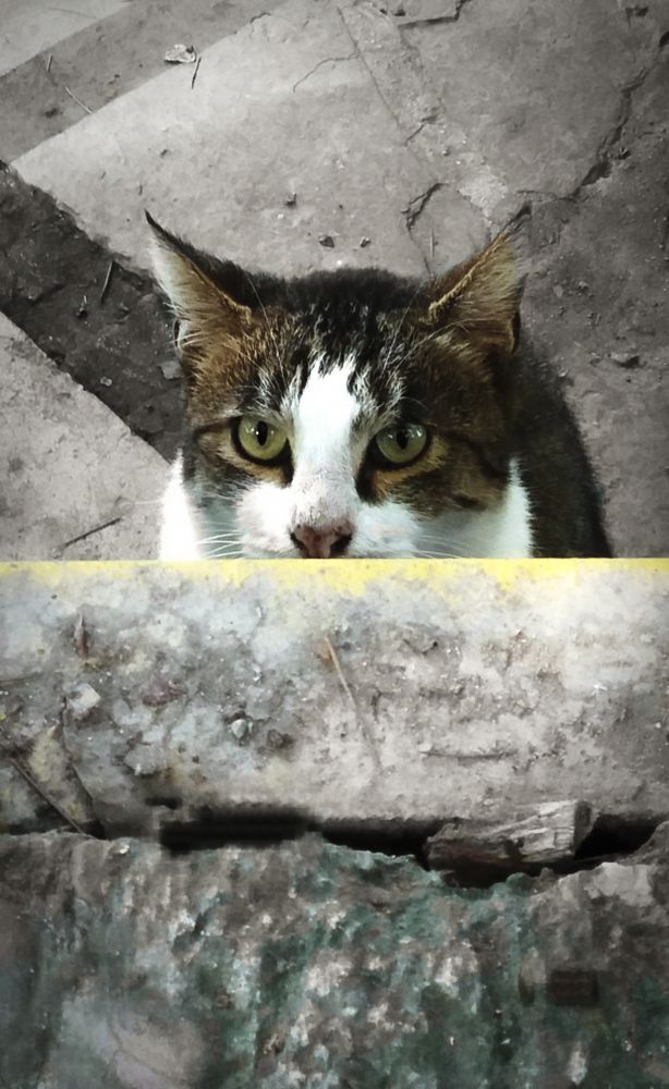 Photograph by Ata Hashemi