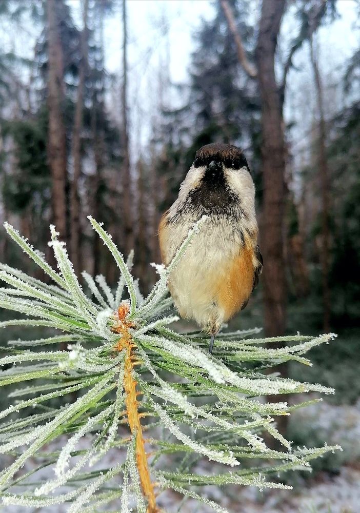 Photograph by Ирина Кортюкова