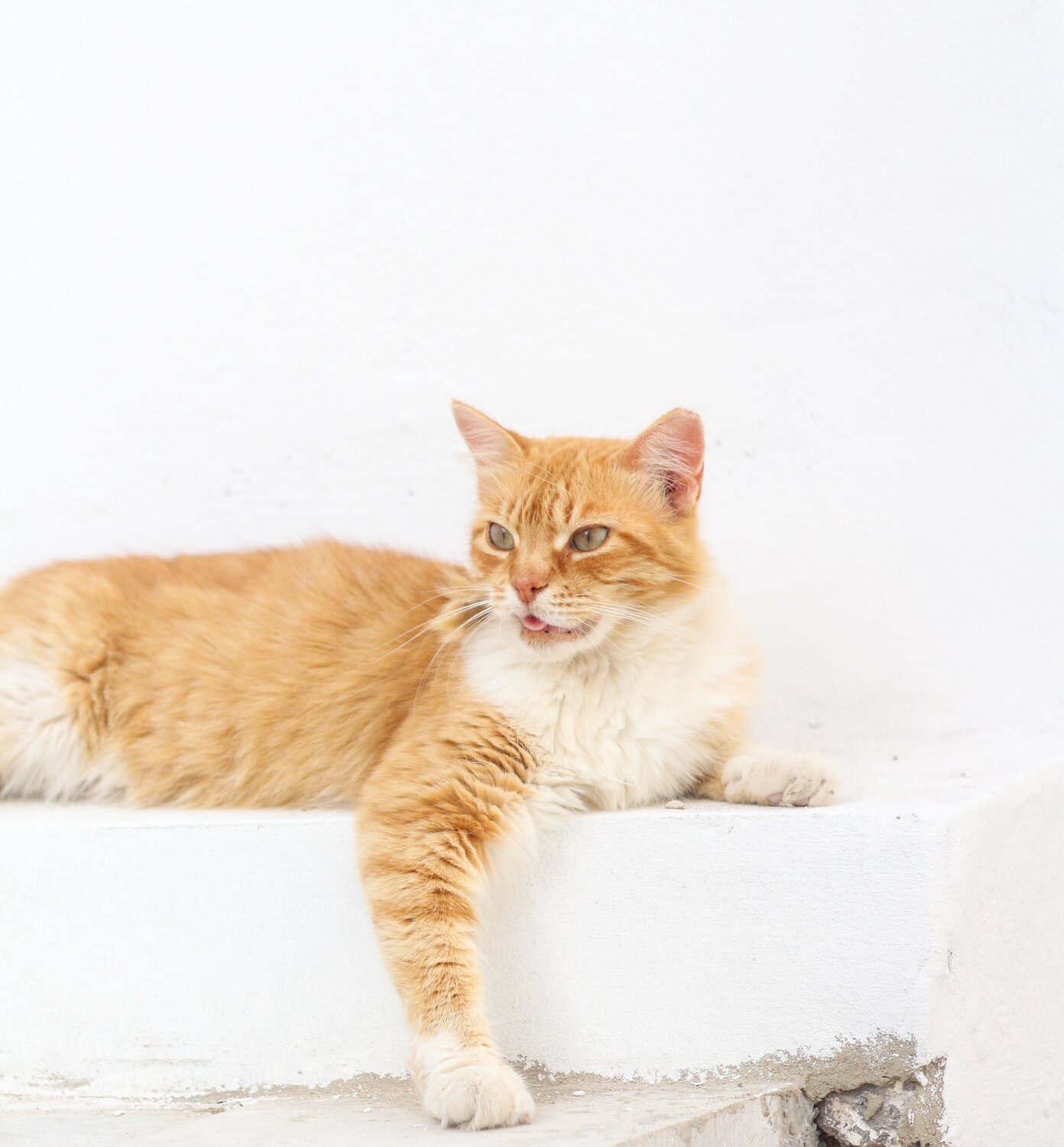 Photo #8981253