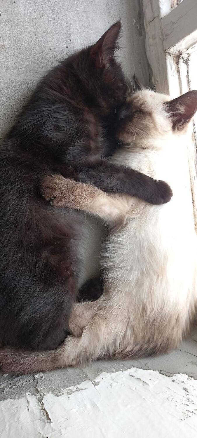 Photo #8981440