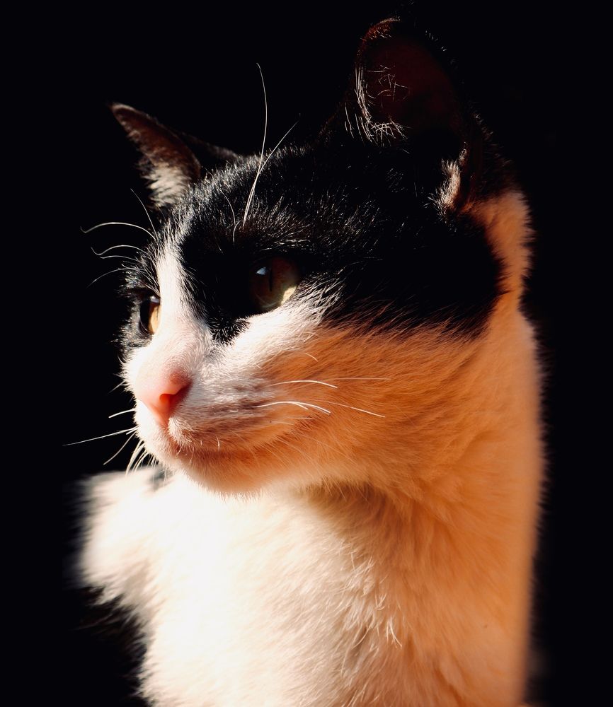 Photograph by Muhammad Faraz