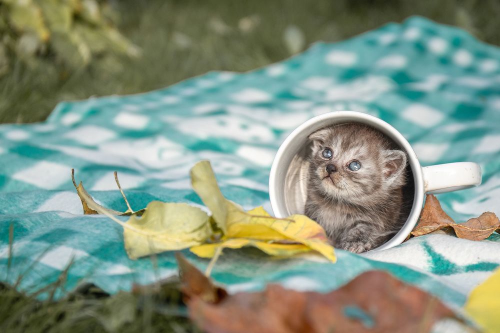 Photograph by Людмила Казак