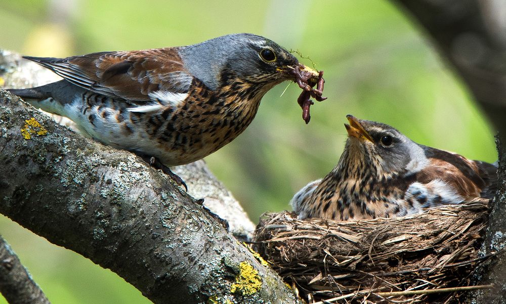 Photograph by Владимир Безбородов