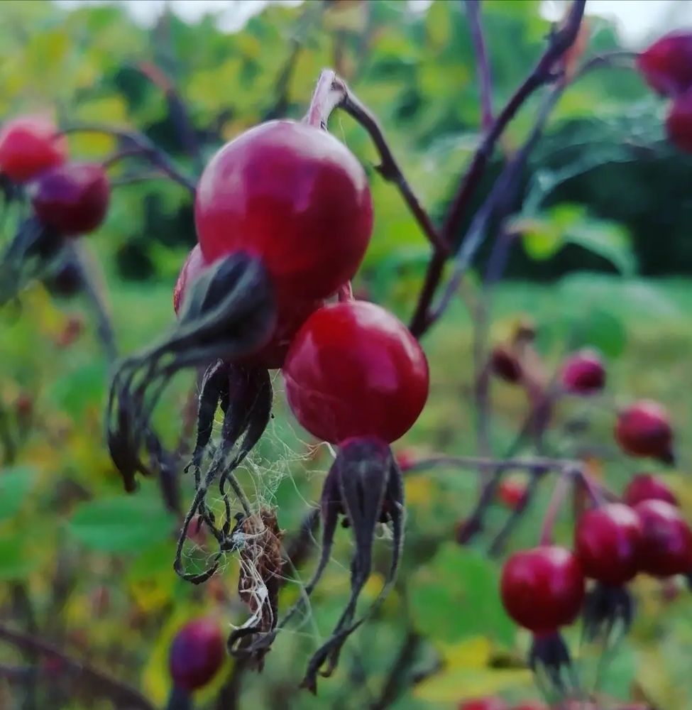 Лесная радость...