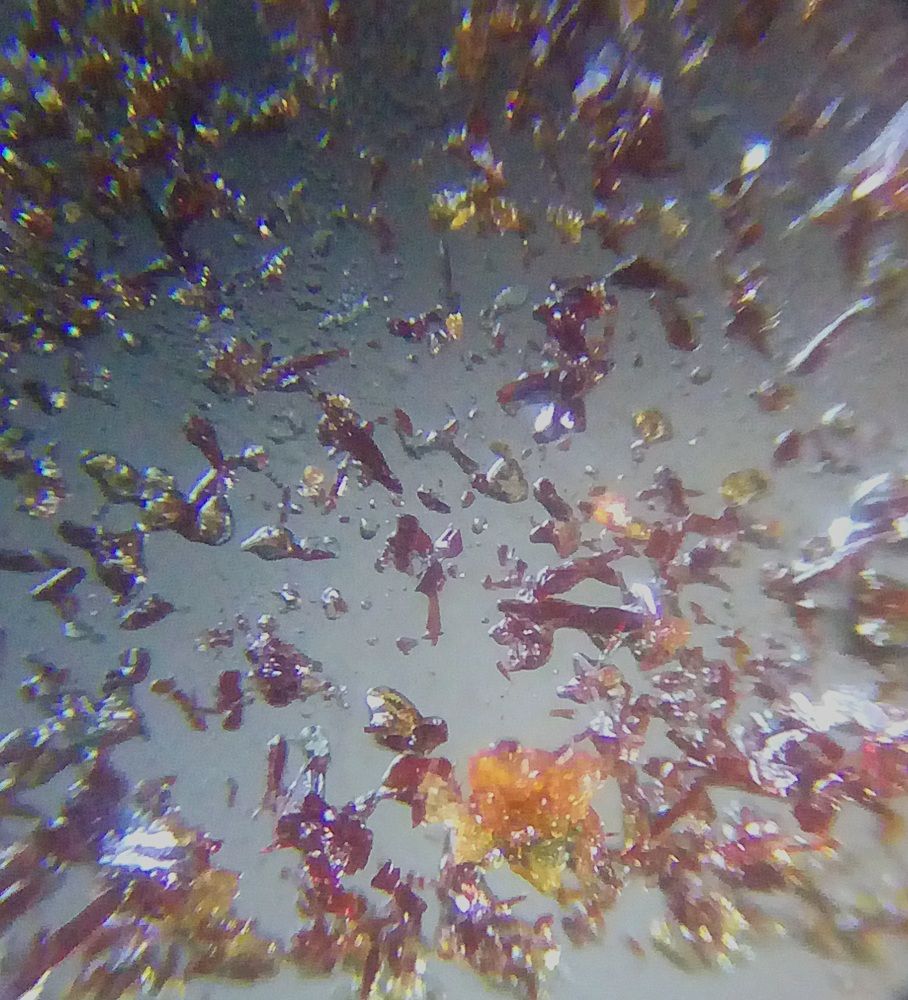 Мифический хромпик