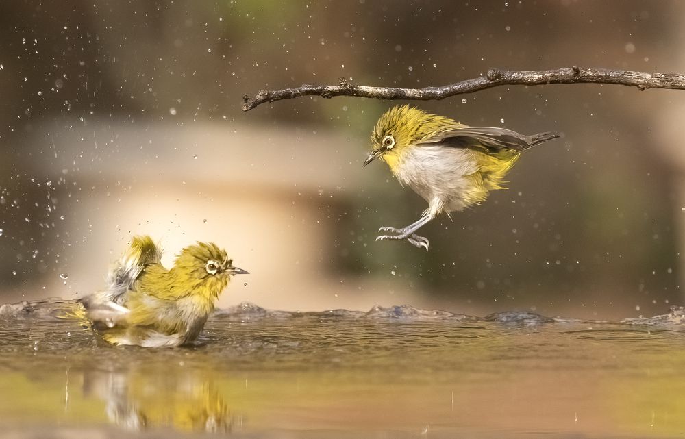 The song of oriental white eye