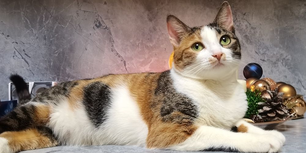 В ожидании праздника.