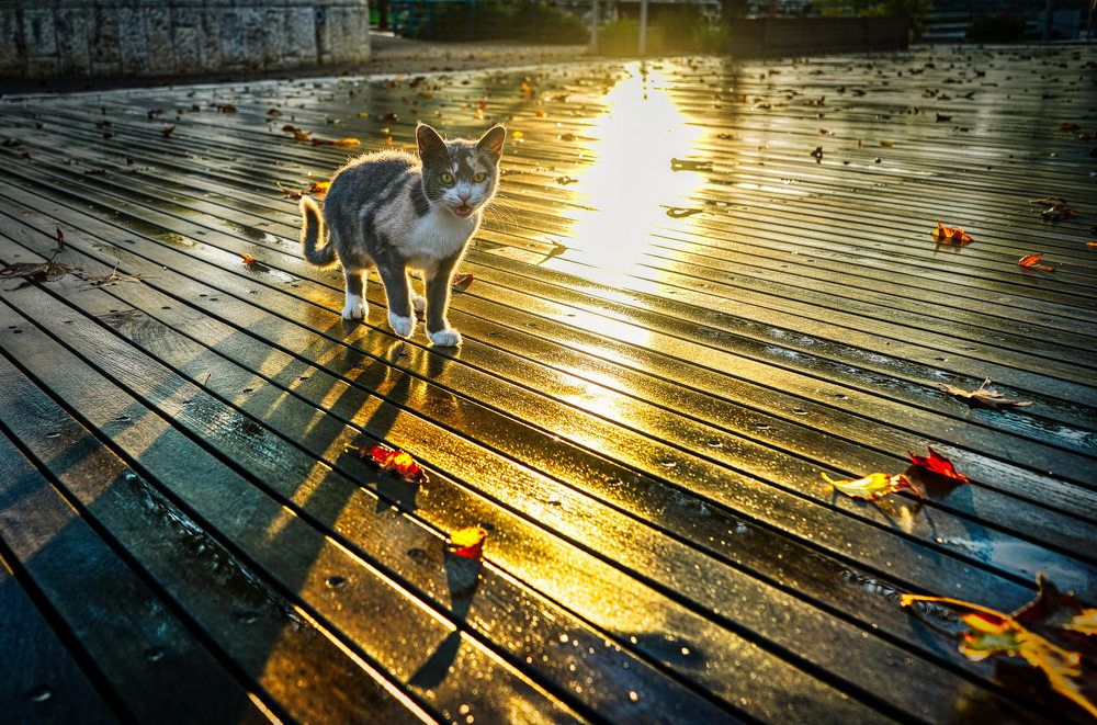 Фотография автора David Solodar