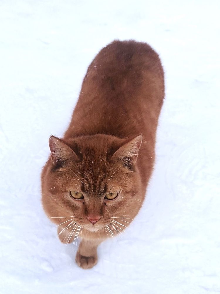 Рыжий красавец!