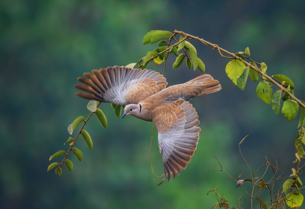 Photograph by Zayed Sanim