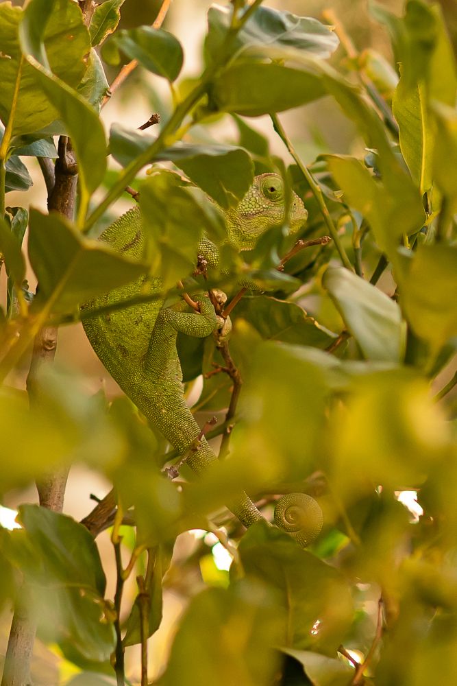Хамелеон гулявший в Хайфе