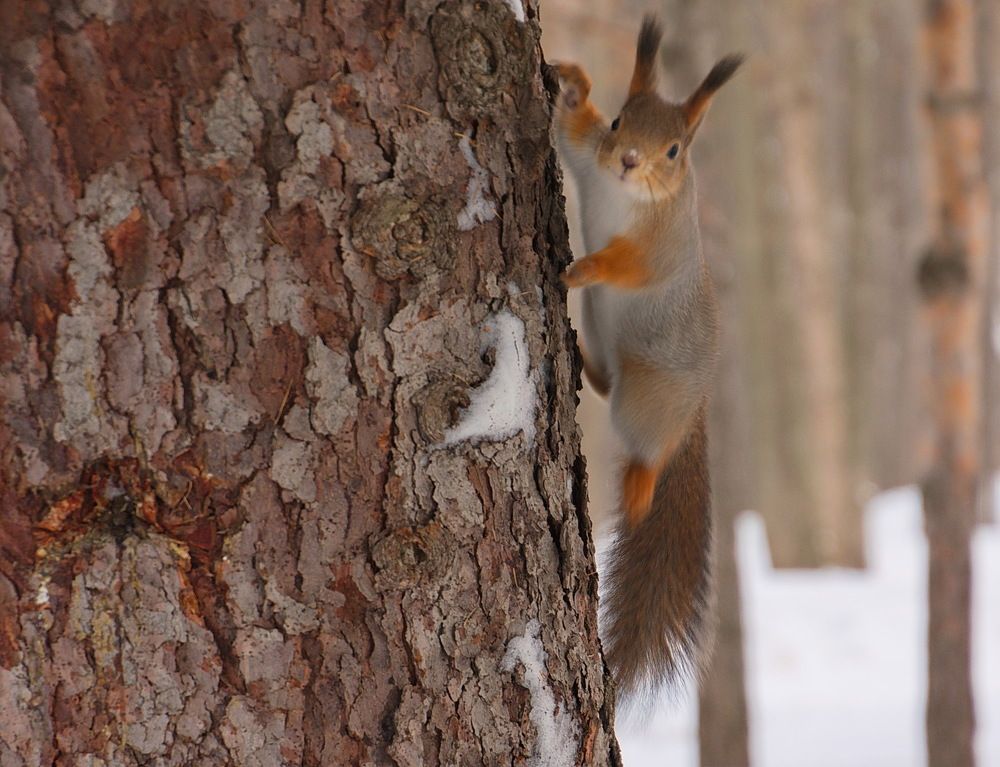 Photograph by Василий Быстрицкий