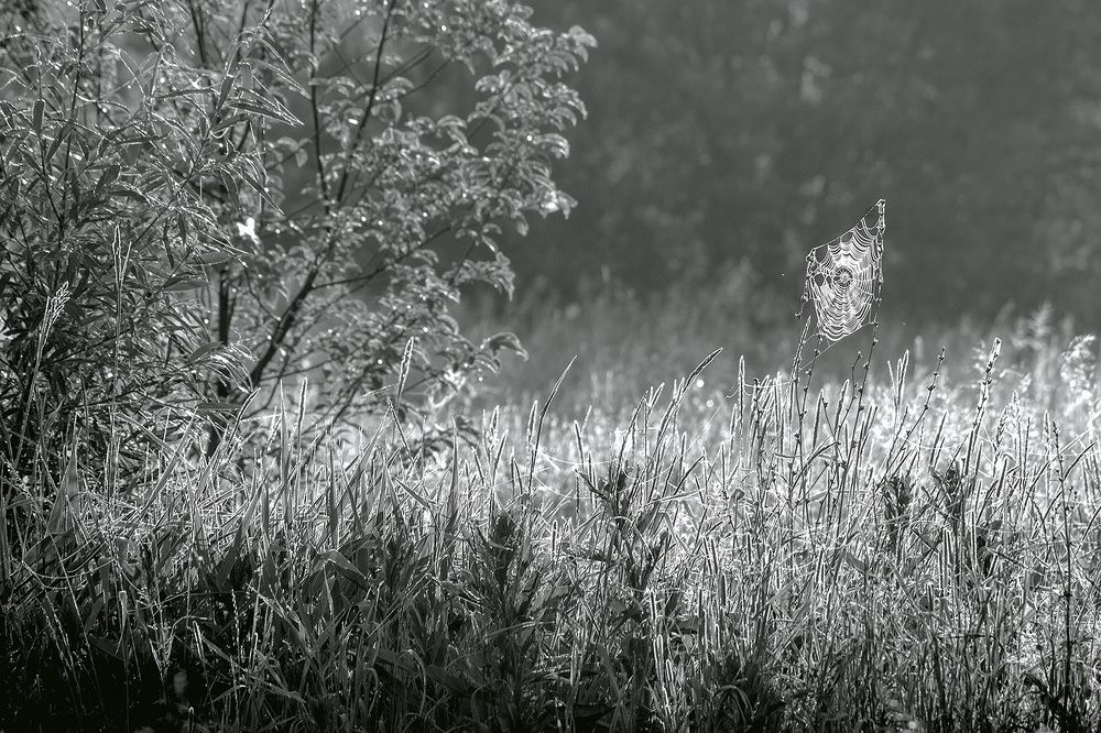 Июльское утро