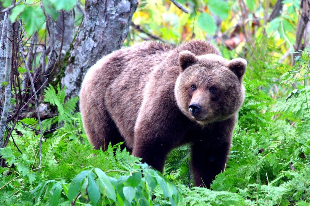 Хозяин тайги.