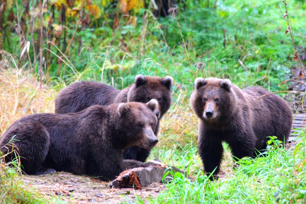 Мама с детьми.