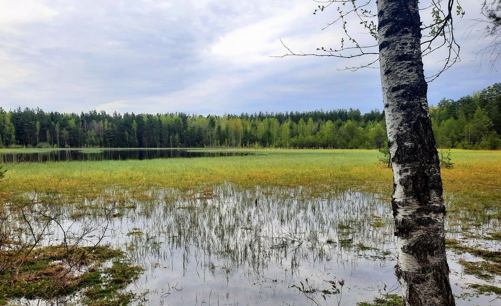 Photograph by Светлана Боровая