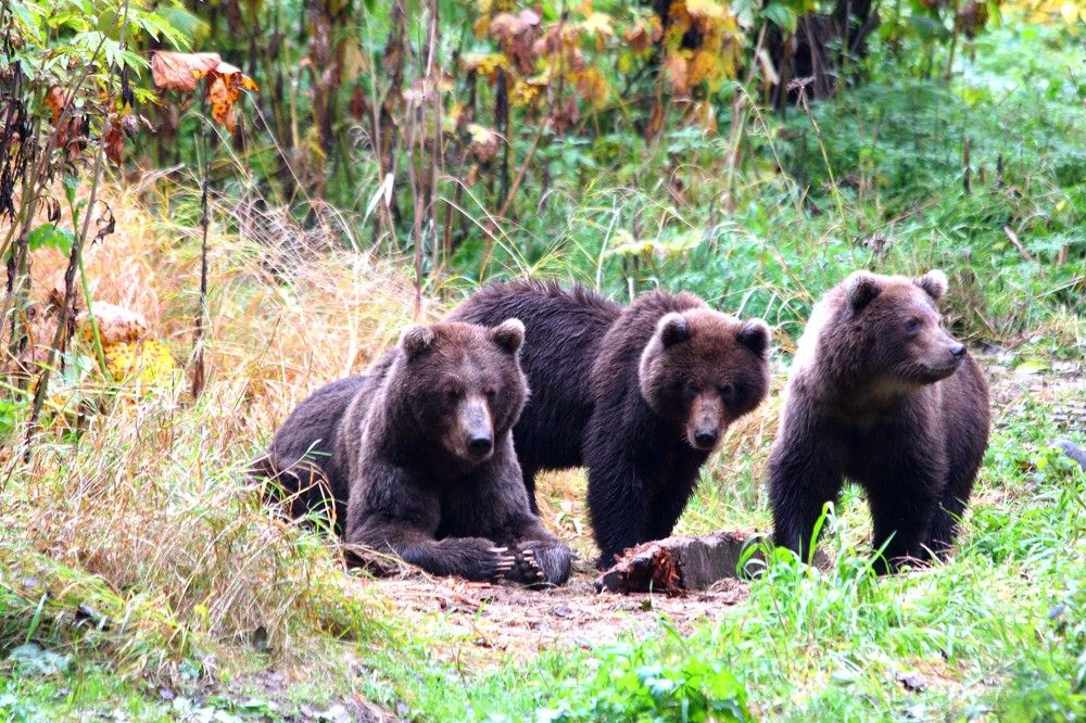 Мать и пара детишек)