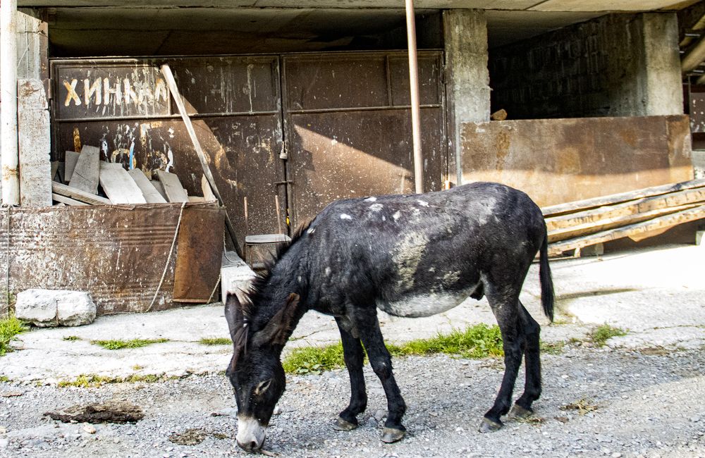 Животные в мире людей