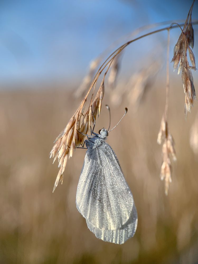Photograph by Татьяна Гринько