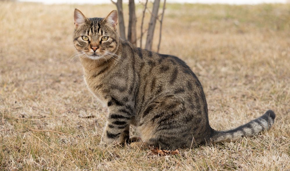 A very cute cat that looks like a tiger