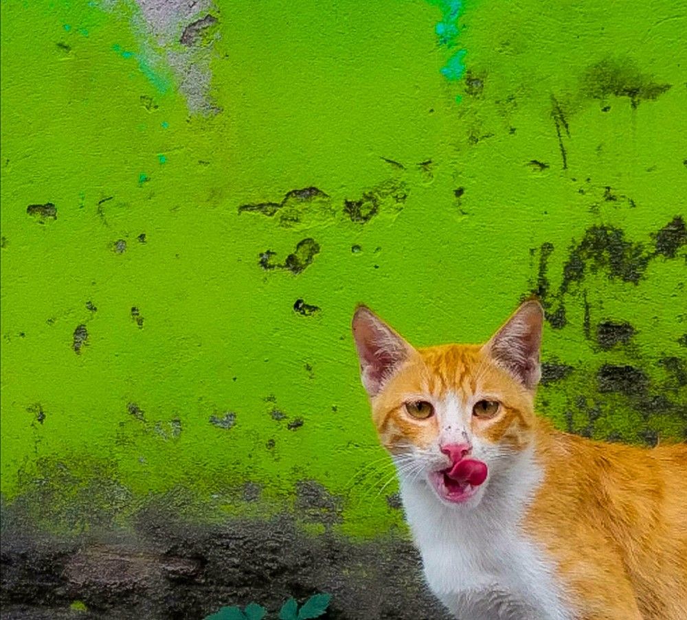 Photograph by Ata Hashemi