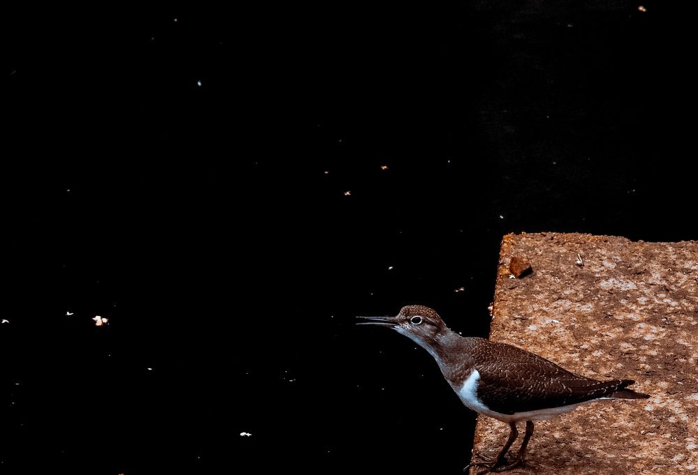 Photograph by Виталий Ивановский