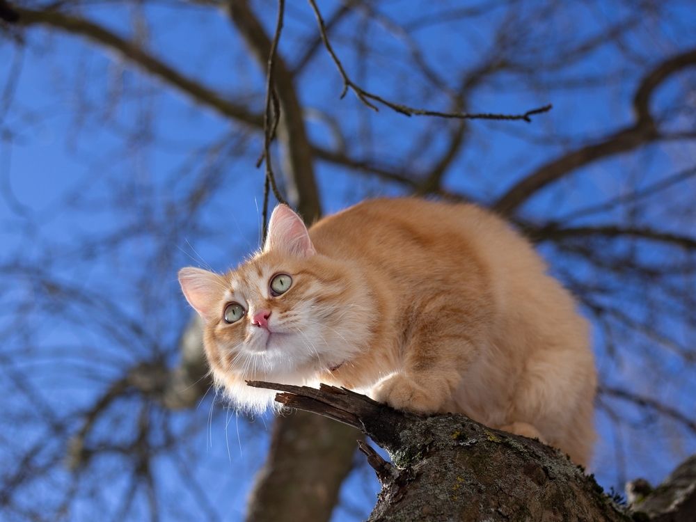 А где же птичка?