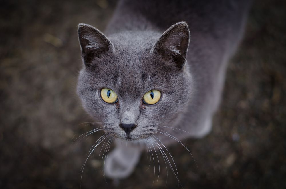 Photograph by Константин Числов