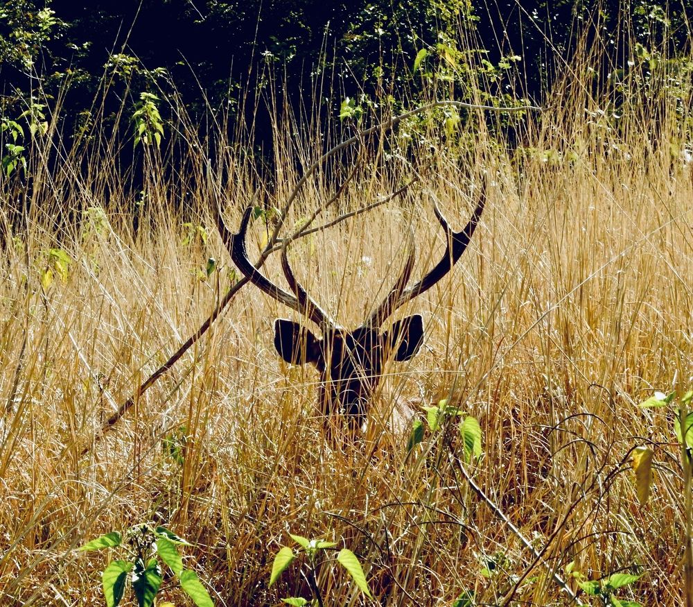 Photograph by Vikas Gangpari