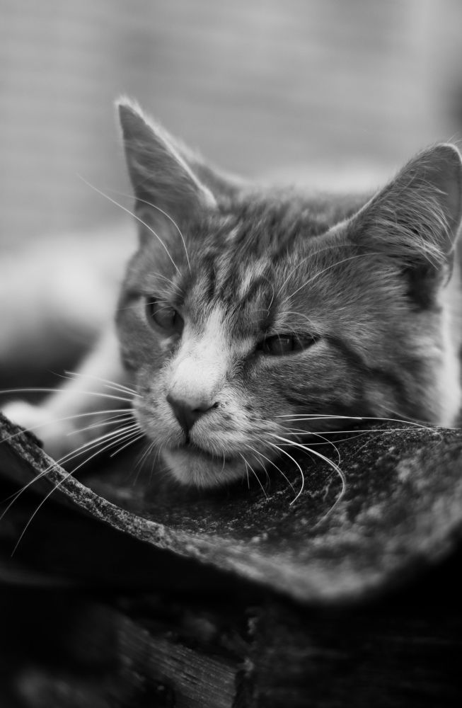 Фотография автора Лада Пасеко