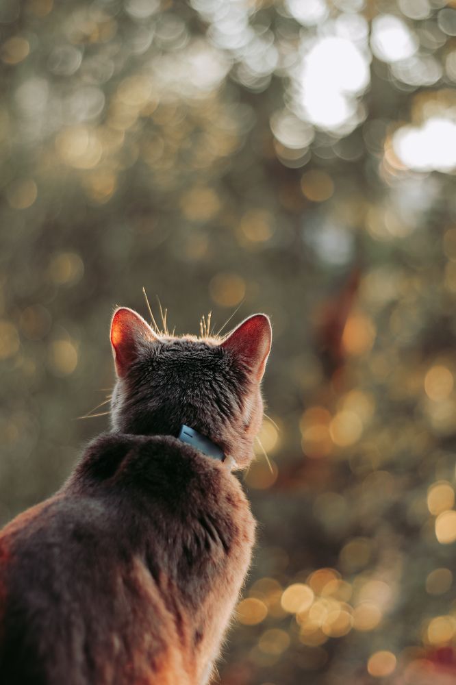 Фотография автора Лада Пасеко