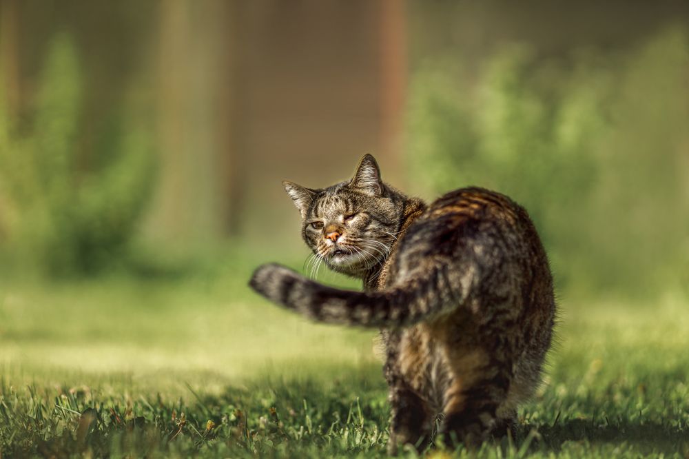 Фотография автора Татьяна Радусь