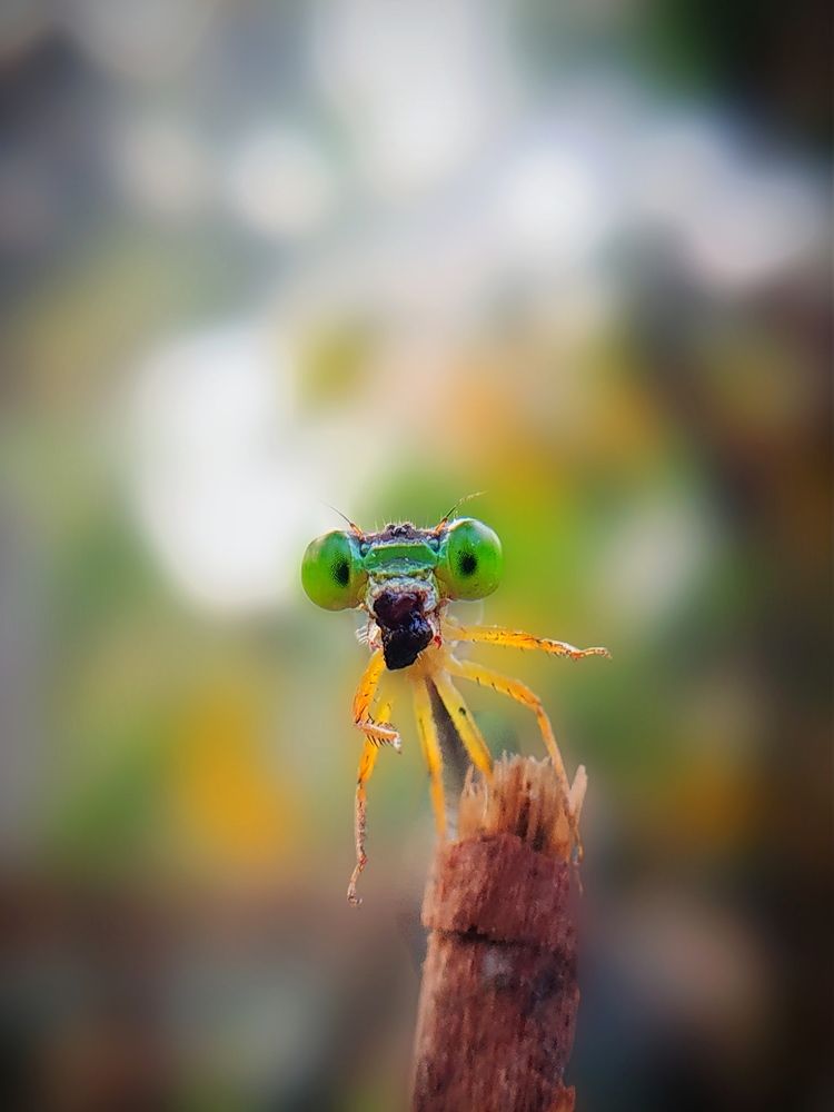 Photograph by Raj Purkait Raj