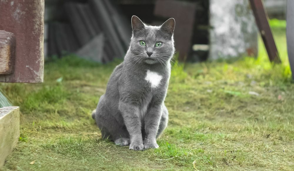 A cat named Kosya in the yard