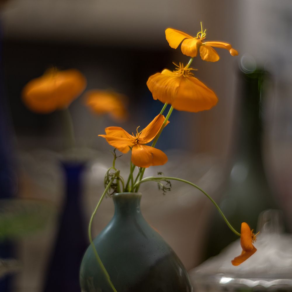 Оранжевое Счастье