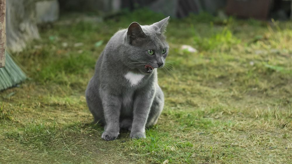 A cat named Kosia licks his lips