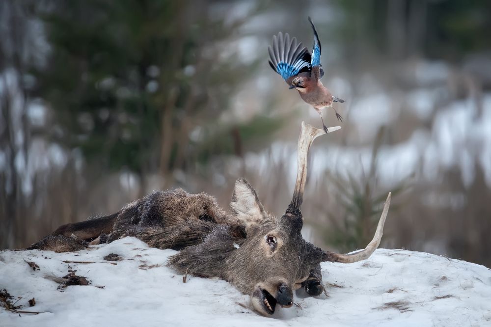 РЕИНКАРНАЦИЯ