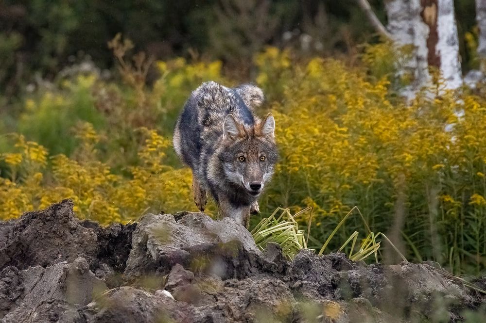 Photograph by Валерия Трейтяк