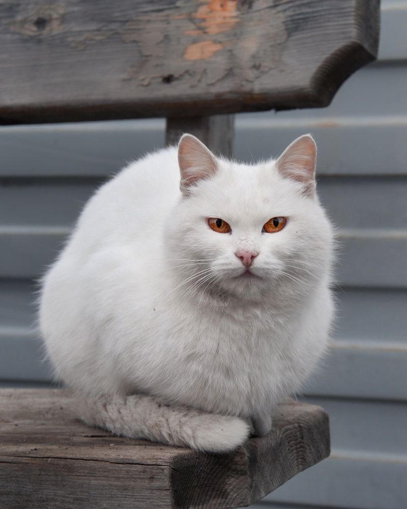 Фотография автора Юлия Казьмина