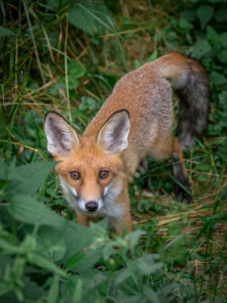 Photograph by Наталья Брюхненко