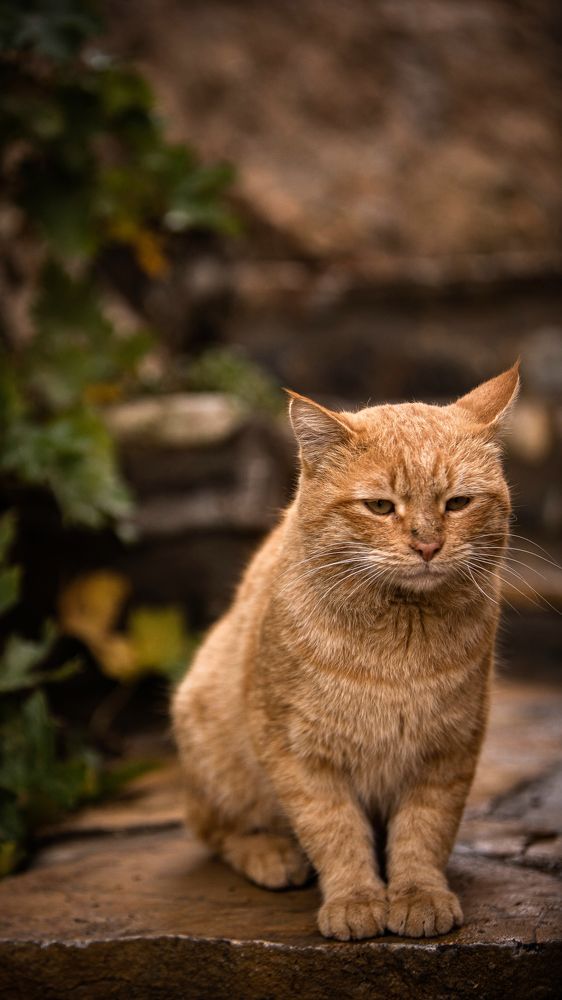 Фотография автора Mohammad hassan Taheri