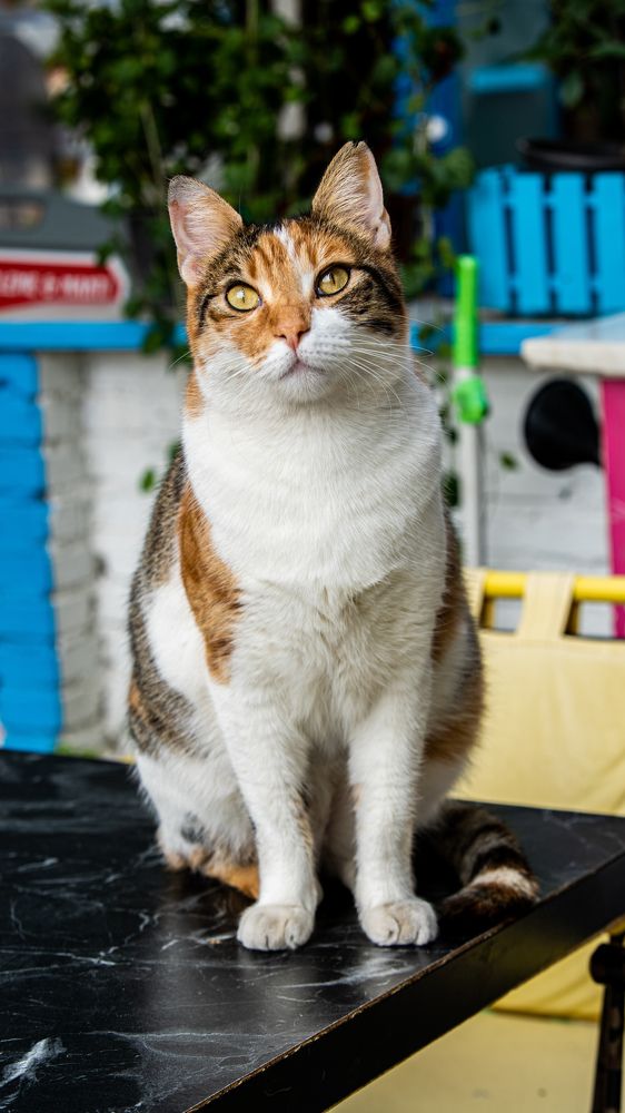 Фотография автора Mohammad hassan Taheri