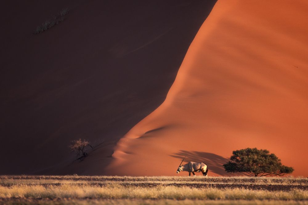 Дюна. Возвращение орикса