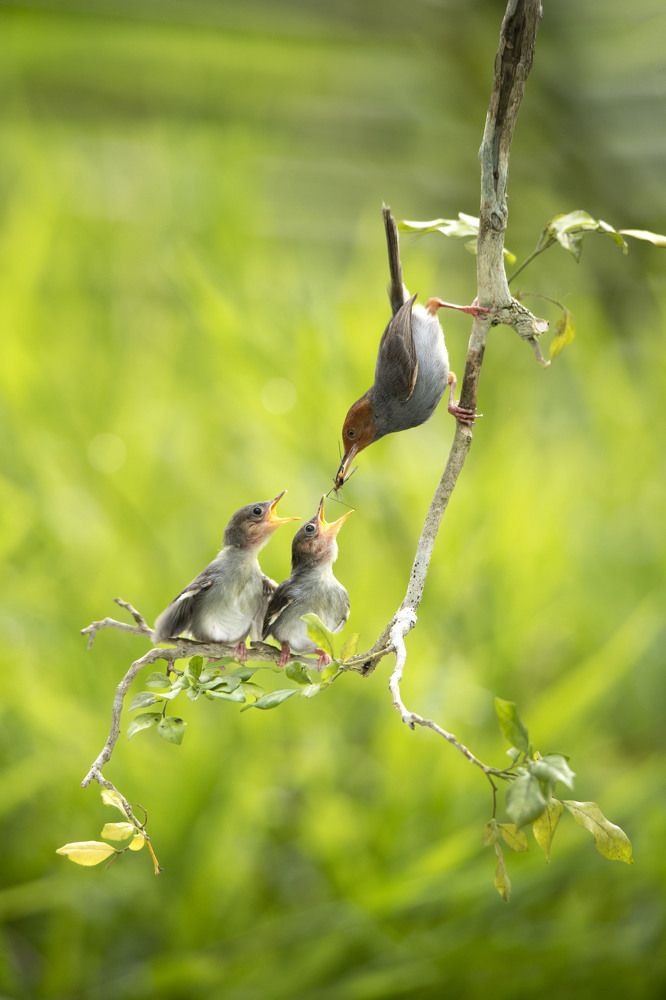Photograph by TRAN HAI DUONG