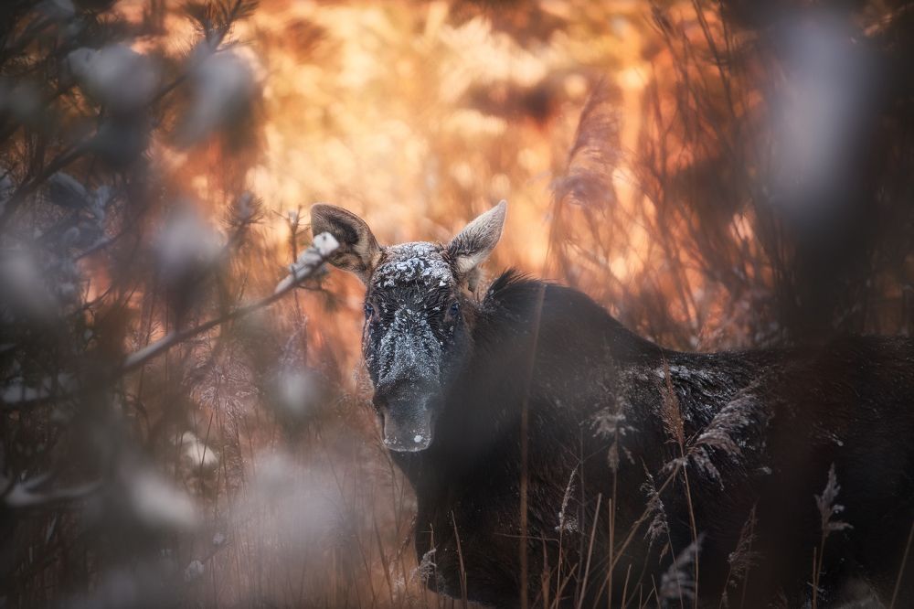 Глаза в глаза