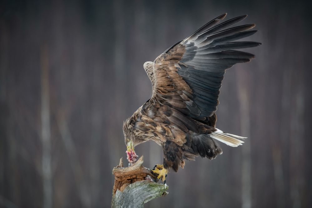 Орлан-белохвост