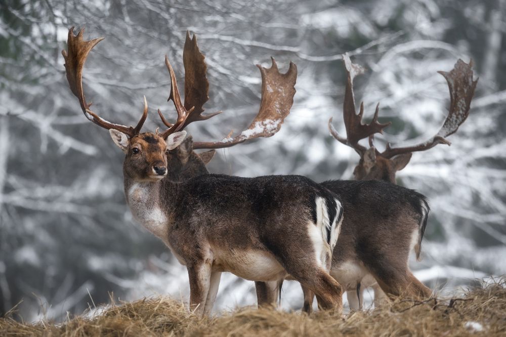 Европейская лань