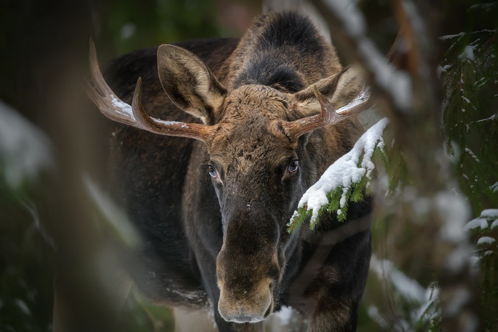 Эти глаза напротив ..